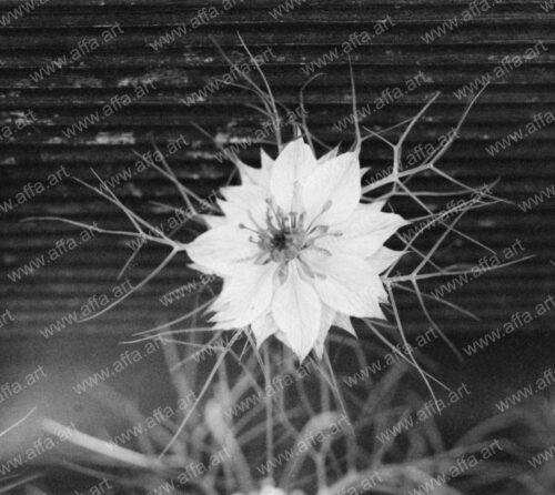 Image Of Black And White Flower