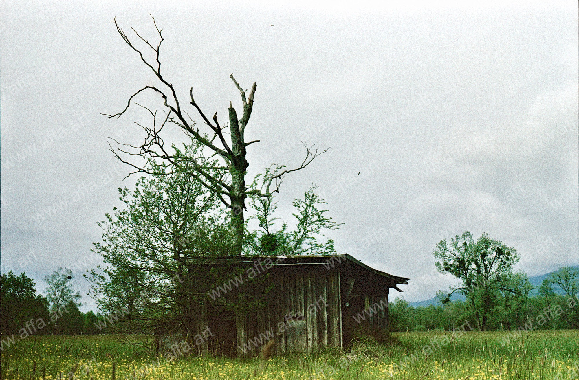 The Forgotten Hut